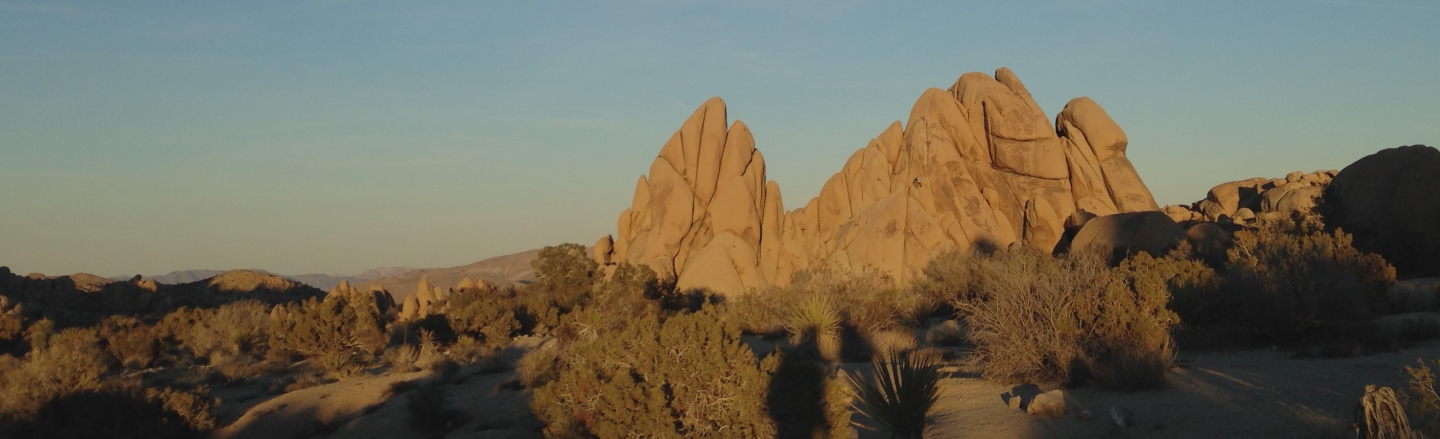 Joshua Tree background