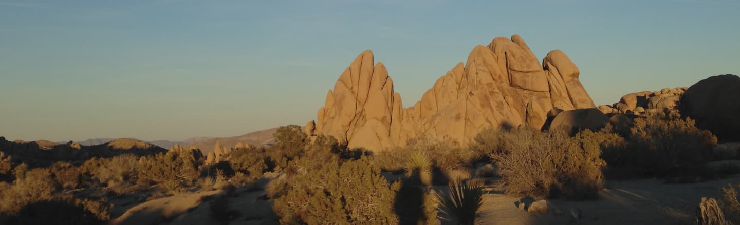 Joshua Tree background