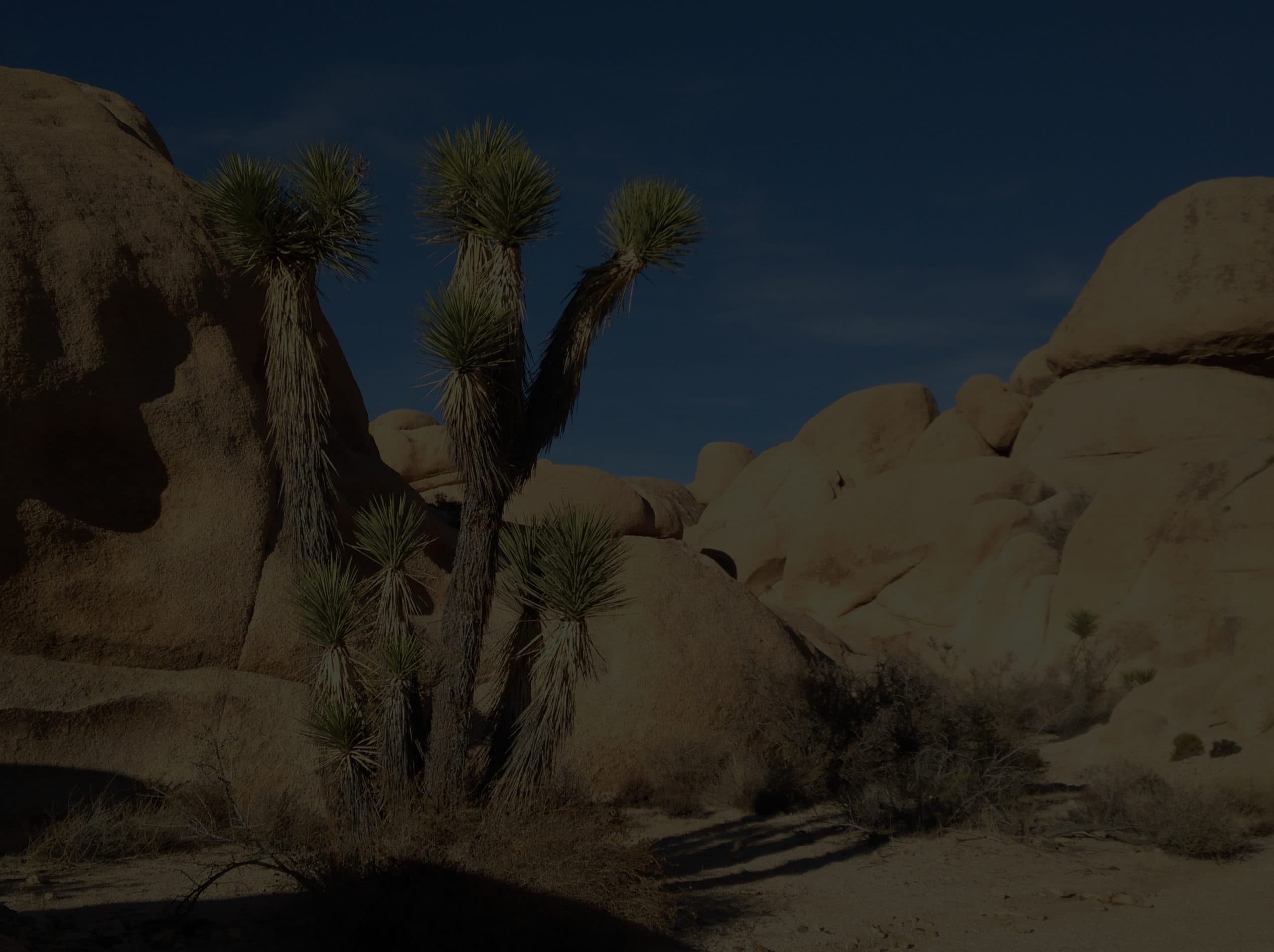 Desert landscape with Joshua trees