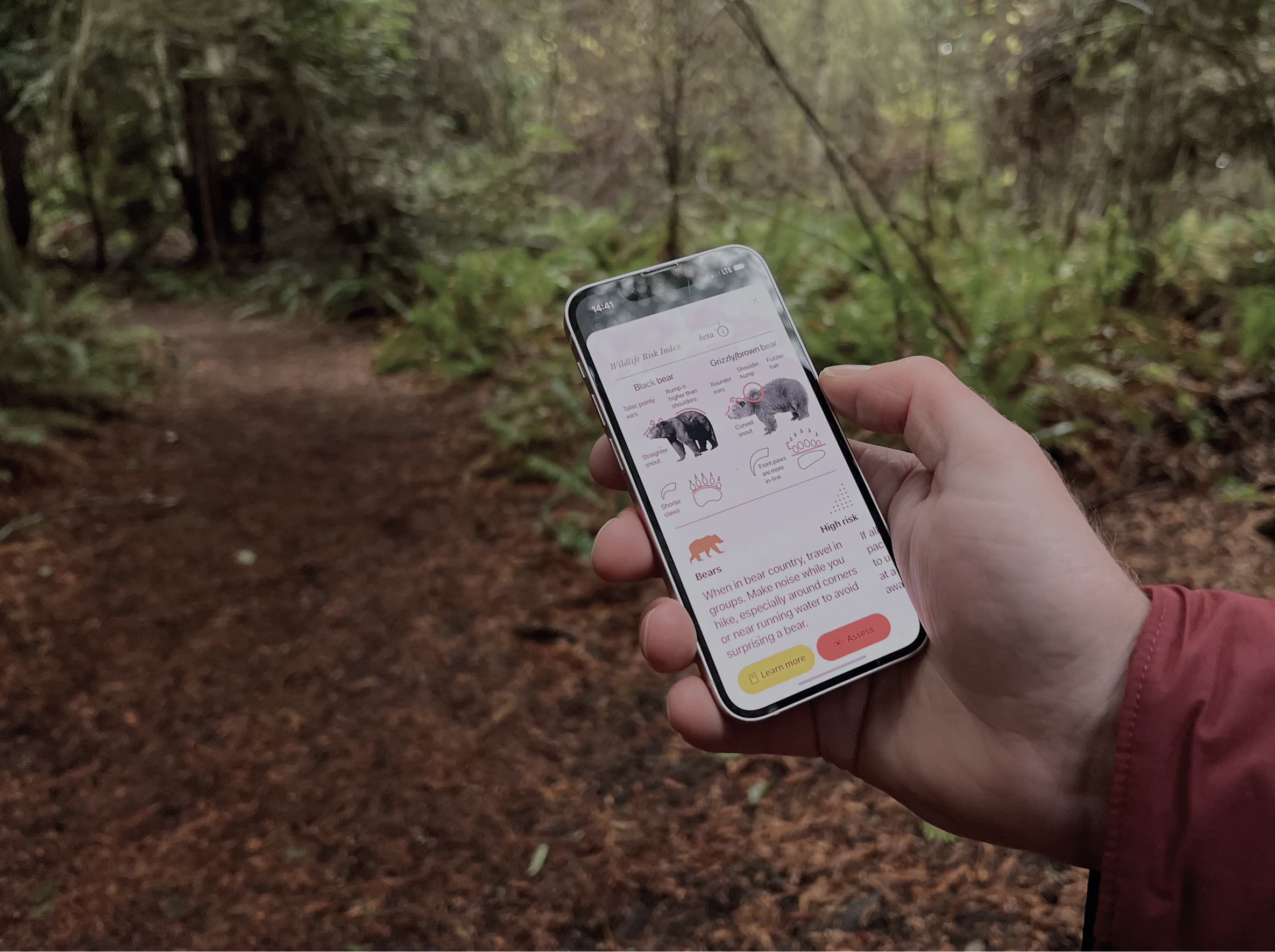 Forest trail background